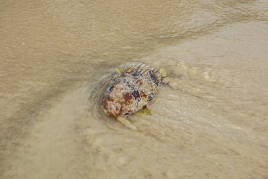 Sahildeki deniz dalgalarından gelen ölü kahverengi kirpi balığı..