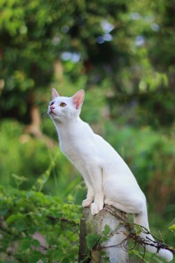 Beyaz tüylü sevimli kedi av arıyor..