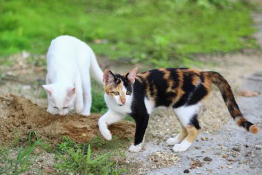 İki tüylü sevimli kedi av arıyor..