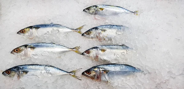 Frischer Makrelenfisch Eingefroren Oder Eingefroren Wird Auf Dem Frischmeermarkt Oder — Stockfoto