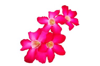 Çöl gülü çiçekleri beyaz arka planda soyutlanmış kırpma yolu ile ve seçim yapıyor. Doğada güzellik, tropikal bitki, pembe flora, Adenyum ve buket çiçek..