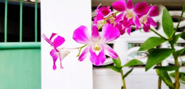 Close up violet or purple orchid flower with blurred white cement wall and green steel door background with copy space. Beauty of Natural, Botanical and Flora plant.