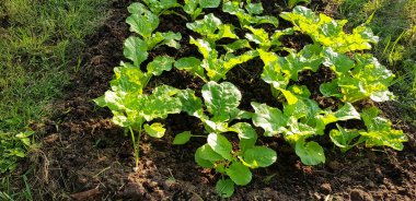 Fresh organic vegetable growth with sunlight in the morning at farming land garden. Plant tree, Agriculture, Harvest and Beauty of Natural concept  