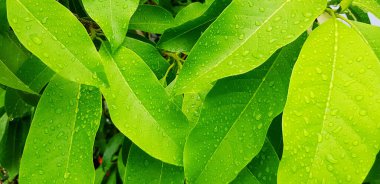 Water or rain drop on green leaves for background after raining day. Beauty of Natural, Season change, Freshness plant and Nature wallpaper concept 