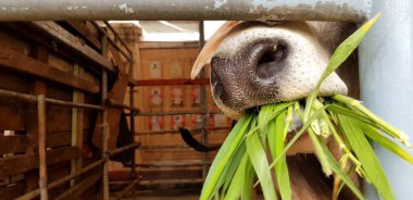 Close up mouth of white cow eating green glass in corral or animal farm with left copy space. Feeding, Hungry and animal wildlife concept  