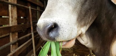 Close up mouth of white cow eating green glass in corral or animal farm with left copy space. Feeding, Hungry and animal wildlife concept  