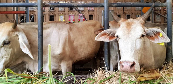 Close up green leaves for background in garden park with copy space and bush background. Beauty of Natural, Growth and Plant, Nature wallpaper