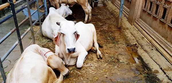 Many white cow, buffalo or bull sitting or slurring in fence, corral or animal farm. Animal wildlife concept