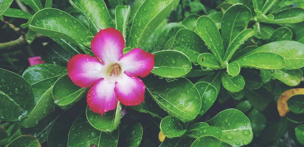 Beautiful pink adenium obesum or desert rose flower blooming and green leaves with water or rain drop and copy space after raining day in vintage color tone. Beauty of Nature and Season change