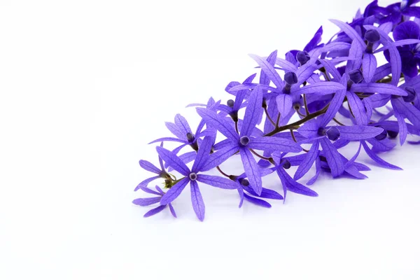 stock image Close up purple Wreath flower isolated on white background. Beautiful bouquet of violet flora or floral with copy space. The science name is Petrea volubilis.