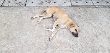Kahverengi ya da sarı köpek uyuyor ve beton zeminde ya da sokakta fotokopi alanı ile yatıyor. Hayvan, vahşi hayat ve dinlenme konsepti 