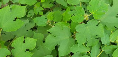 Bahçe parkındaki arka plan için harika bir yaprak şekli. Doğanın Güzelliği, Büyüme, Bitki ve Doğal Duvar Kağıdı Konsepti