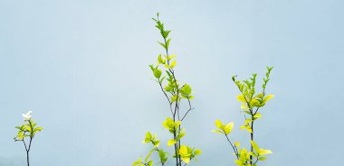 Beyaz ya da mok çiçekleri yeşil yapraklarla açarak gri duvar zemininde izole edilmiş ve klasik tonda kopyalanmış. Doğa ve bitki güzelliği konsepti. Flower 'ın Bilimsel Adı Wrightia Reliosa.