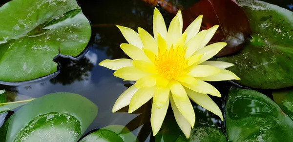 Top view of yellow lotus growth on the water with green leaves background. Beauty of Natural, Floral, Plant and Flower concept