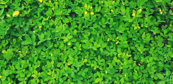 Čerstvost Malé Zelené Listy Žlutý Květ Pro Pozadí Zahradním Parku — Stock fotografie
