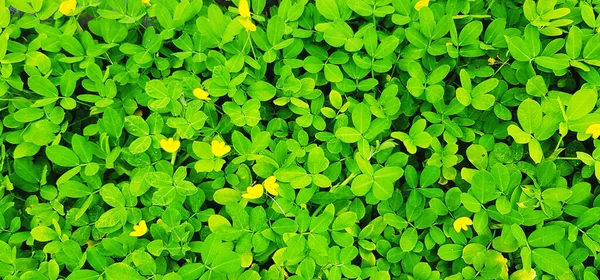 Fräschhet Små Gröna Blad Och Gul Blomma För Bakgrund Trädgård — Stockfoto