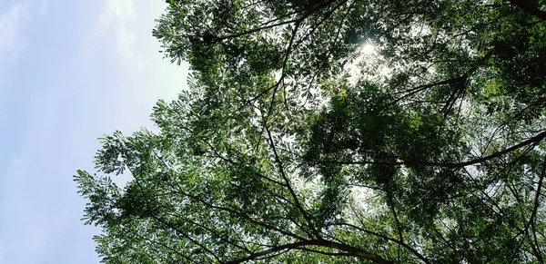 太陽のフレア 青空を背景にした大きな緑の木の枝のパターン 自然の美しさ 自然壁紙や植物の成長コンセプト — ストック写真