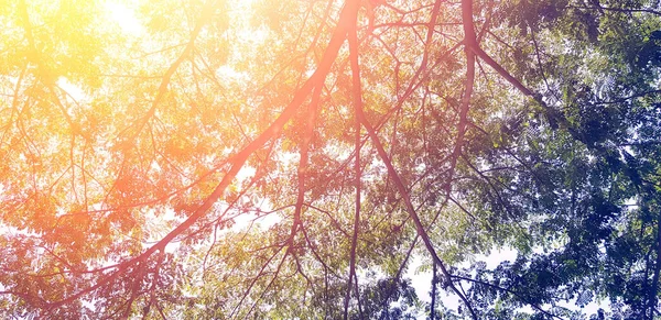 Большая Ветка Дерева Зелеными Листьями Оранжевой Вспышкой Солнца Заднем Плане — стоковое фото