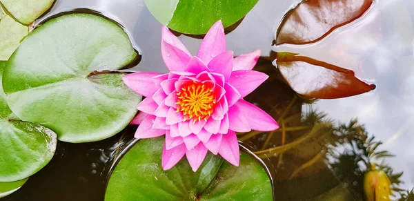 Top view of beautiful pink lotus blooming with green leaves on water garden and copy space. Beauty of Nature and Soft lily flower concept