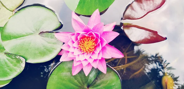 Top view of beautiful pink lotus blooming with green leaves on water garden in vintage color tone and copy space. Beauty of Nature and Soft lily flower concept