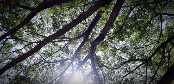 Большая Ветка Дерева Зелеными Листьями Вспышкой Солнечного Света Заднем Плане — стоковое фото