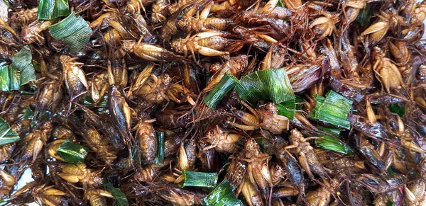Many fried insect or cricket with sliced of banana leaves for sale at street food market. Asian food, Animal, Special menu and Pattern background.  Cicada grilled with salt or fish sauce.