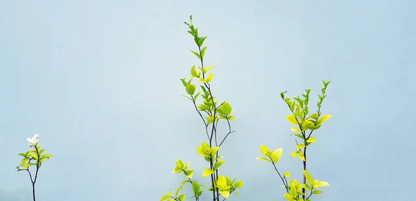 白色或莫克花卉开花 绿叶隔离在灰色的墙背景 复盖空间在复古色调 自然之美与植物的概念 花的学名是Wrightia Religion Osa 免版税图库照片
