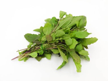 Beyaz arka planda taze tatlı fesleğen. Taze sebze ya da yeşil yapraklar, Tayland ya da Asya tarzında yemek pişirmek için ürün ve malzemeler.