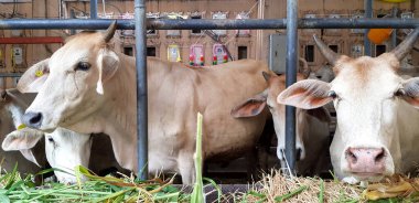 Bangkok, Tayland - 17 Nisan 2023: Beyaz inek ya da boğa yeşil çimen ya da çitlerdeki saman, ağıl ya da hayvan çiftliği. Beslenme, Açlık ve Vahşi Yaşam Konsepti