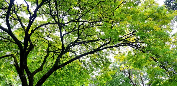緑の葉を背景に美しい大きな木の枝 自然の美しさ 植物の成長と自然の壁紙のコンセプト — ストック写真