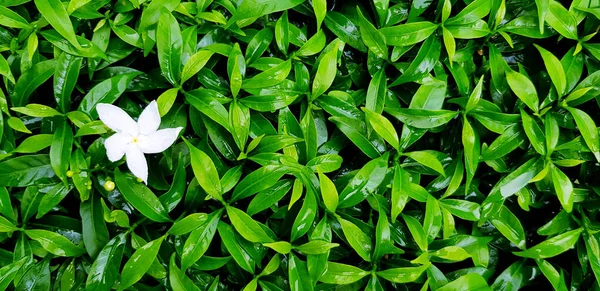 Čerstvé Květy Gardenia Dešťovou Kapkou Vzorem Zelených Listů Pro Pozadí — Stock fotografie