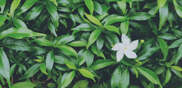 stock image Fresh Gardenia flower with raindrop and pattern of green leaves for background in vintage filter color style with left copy space. Beauty of Nature, Natural wallpaper and Raining season concept