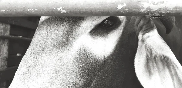 Close Cow Eye Tear Black White Style Animal Crying Sad — Stock Photo, Image