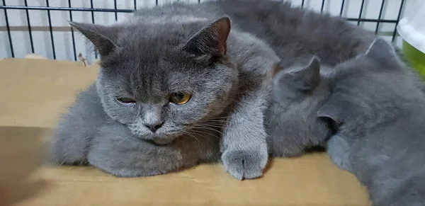 Leuke Grijze Kat Met Kitten Aan Het Spelen Samen Slapen — Stockfoto