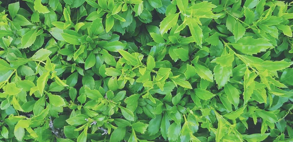 Bella Modello Foglie Verdi Cespuglio Sfondo Nel Parco Giardino Stile — Foto Stock