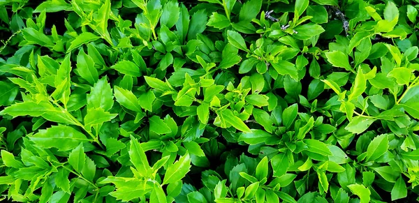 Krásné Zelené Listy Vzor Keř Pro Pozadí Zahradním Parku Krása — Stock fotografie