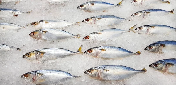 Viele Frische Makrelen Auf Eis Zum Verkauf Auf Dem Fischmarkt — Stockfoto