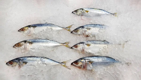 Viele Frische Makrelen Auf Eis Mit Kopierplatz Für Den Verkauf — Stockfoto