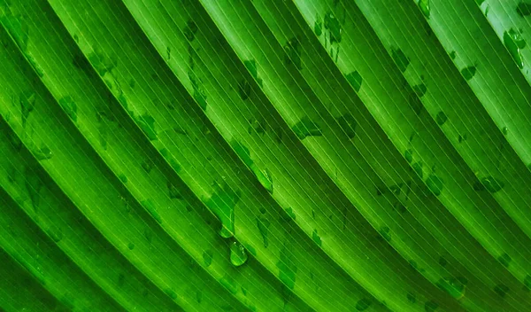 Modello Vicino Linea Foglia Banana Verde Sfondo Bellezza Della Natura — Foto Stock