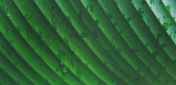 Modello Vicino Linea Foglia Banana Verde Sfondo Bellezza Della Natura — Foto Stock