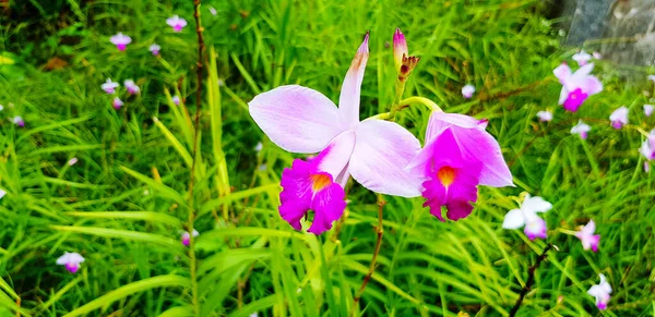 Zamknij Piękny Fioletowy Lub Fioletowy Różowy Biały Kwiat Orchidei Zamazanych — Zdjęcie stockowe