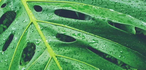 Chiuda Goccia Acqua Foglia Verde Tropicale Dopo Giorno Piovoso Arte — Foto Stock