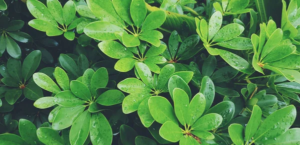 Čerstvá Zelená Rostlina Nebo Zanechává Vlhkou Dešťovou Vodu Deštivém Dni — Stock fotografie