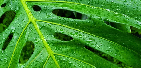 雨の日は熱帯緑の葉に水滴を閉じます アブストラクトアートと自然背景 Scientific Name Tree Monstera Deliciosa 自然壁紙とフレッシュ ロイヤリティフリーのストック画像
