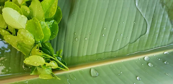 Folhas Frescas Limão Kaffir Folha Banana Verde Com Água Gotas — Fotografia de Stock