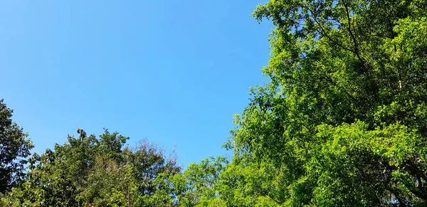 大きな緑の木の枝とコピースペースと澄んだ青空の背景と葉 自然の美しさ 自然壁紙や植物の成長コンセプト — ストック写真
