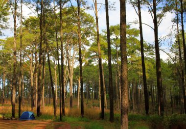 Phitsanulok, Tayland 'daki Phu Hin Rong Kla Ulusal Parkı' nda mavi kamp çadırı ve gökyüzü arka planına sahip birçok çam ağacı vardır. Ağaca odaklan. Tatil ve hafta sonu turizmin etkinliği.