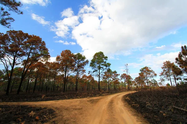 Estrada Terra Cercada Por Árvores Que Eram Tribo Queima Incêndios — Fotografia de Stock