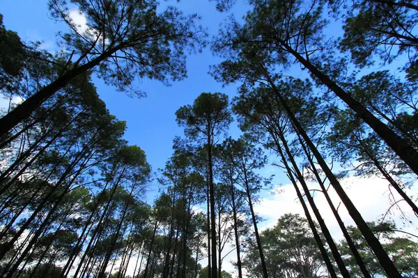 澄んだ青い空と白い雲の背景と深いジャングルや森の中の高い松の木のグループプヒンロンクラ国立公園 ピサヌローク 自然壁紙と頭の上のビュー — ストック写真