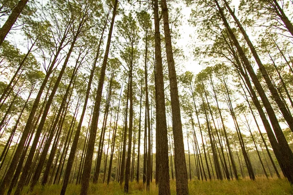 緑の草原の深いジャングルや森の中の多くの松の木やタイのピサヌローク プヒンロンクラ国立公園での背景のための黄色の太陽のフレア 自然壁紙 — ストック写真